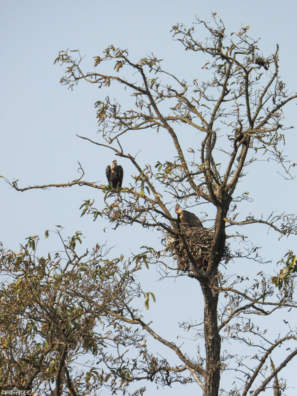 A world-rare griffon vulture raising its chicks