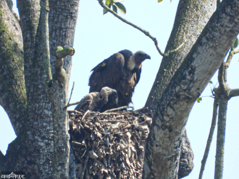 A world-rare griffon vulture raising its chicks