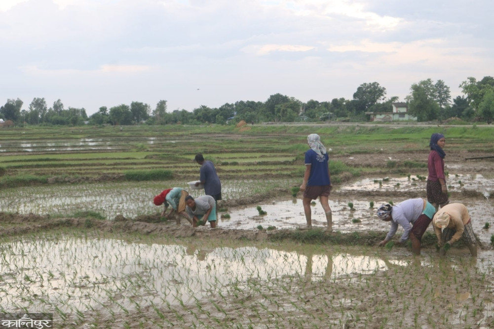 90 percent of paddy planting completed in Bardiya
