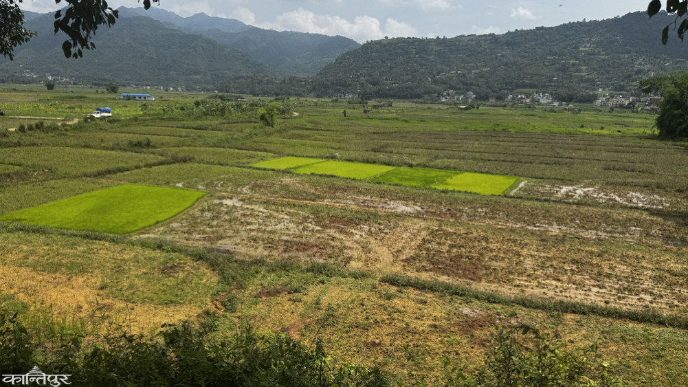 Planting delayed in Palpa due to lack of irrigation