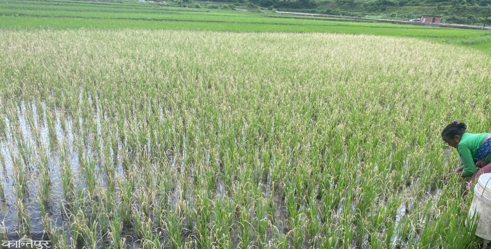 Paddy afflicted by spiny leafhopper infestation just as the fields turn green