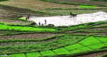 Billions spent on rice seed imports, domestic seeds overshadowed