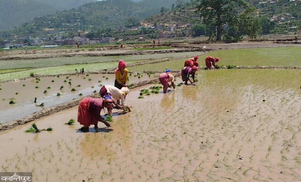 45 percent planting in Salyan by the second week of Ashar