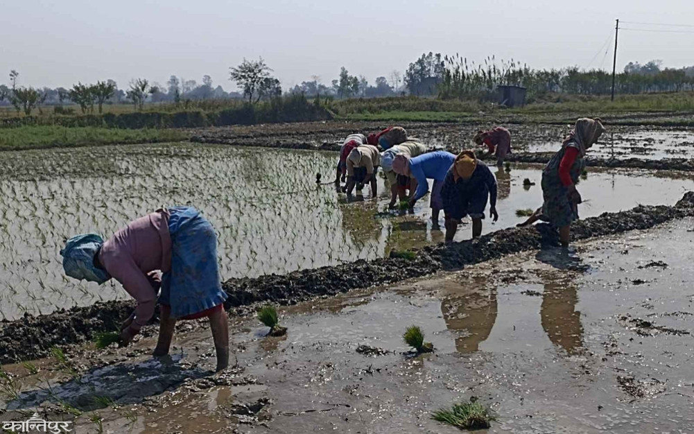 Only 18 percent of rice planting in Bardiya