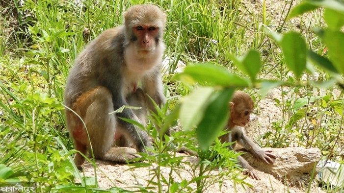 Advertisement for 20 'watchmen' to chase away monkeys in Arghakhanchi, monthly salary of 12,500