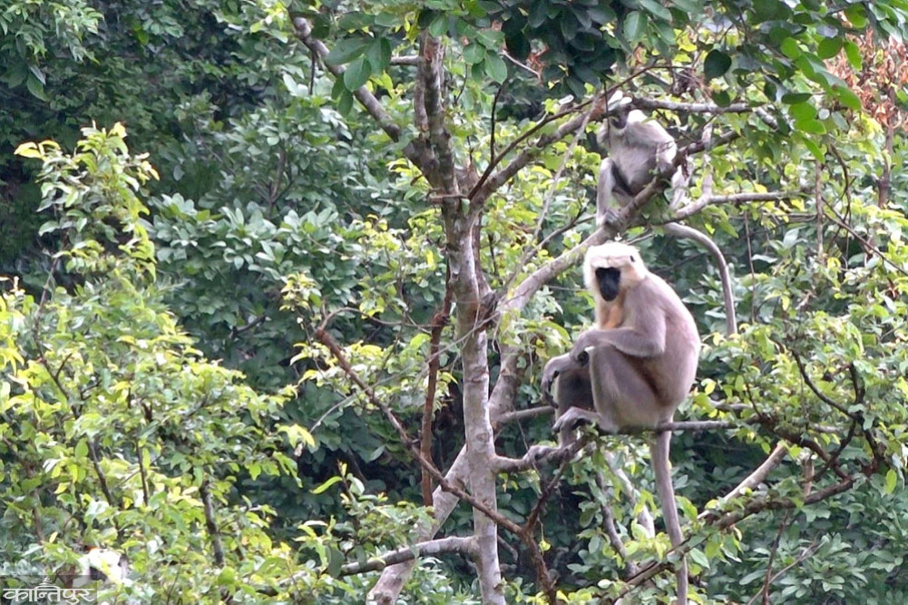 26 monkey guards selected in Arghakhanchi