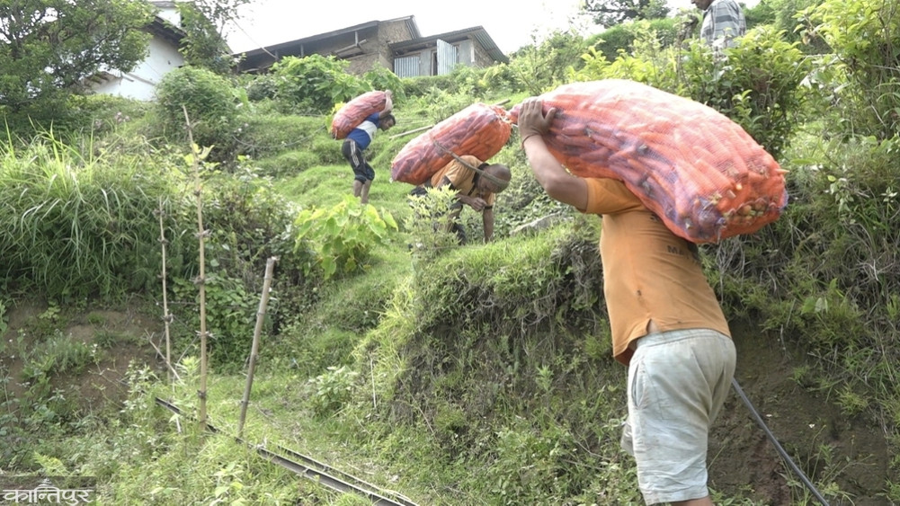 Carrots worth Rs 30 million exported from Bhirgaun, Dhankuta in a single season