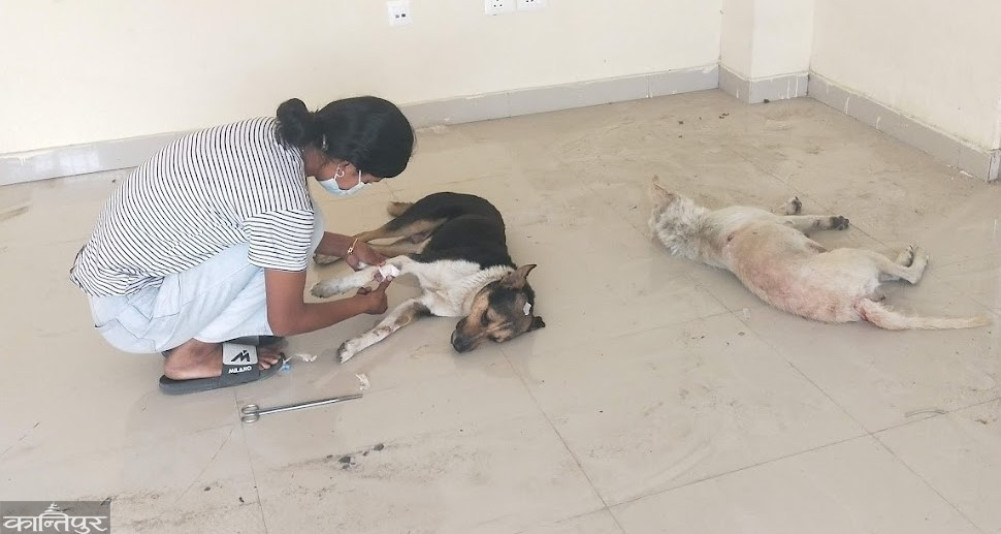 Stray dog sterilization camp in Bhairahawa