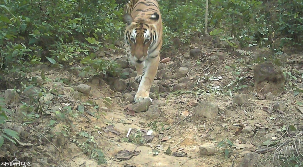 'Pate tiger' sighted in 6 more districts of Lumbini Province