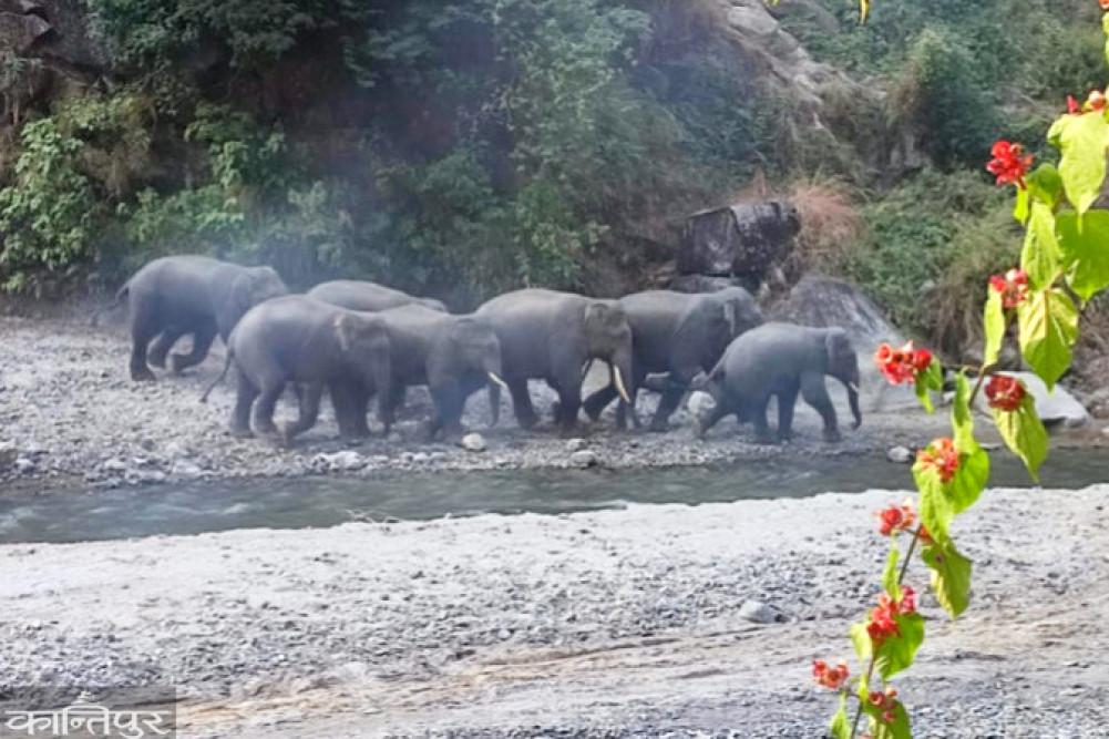 Tree planting to prevent human-wildlife conflict