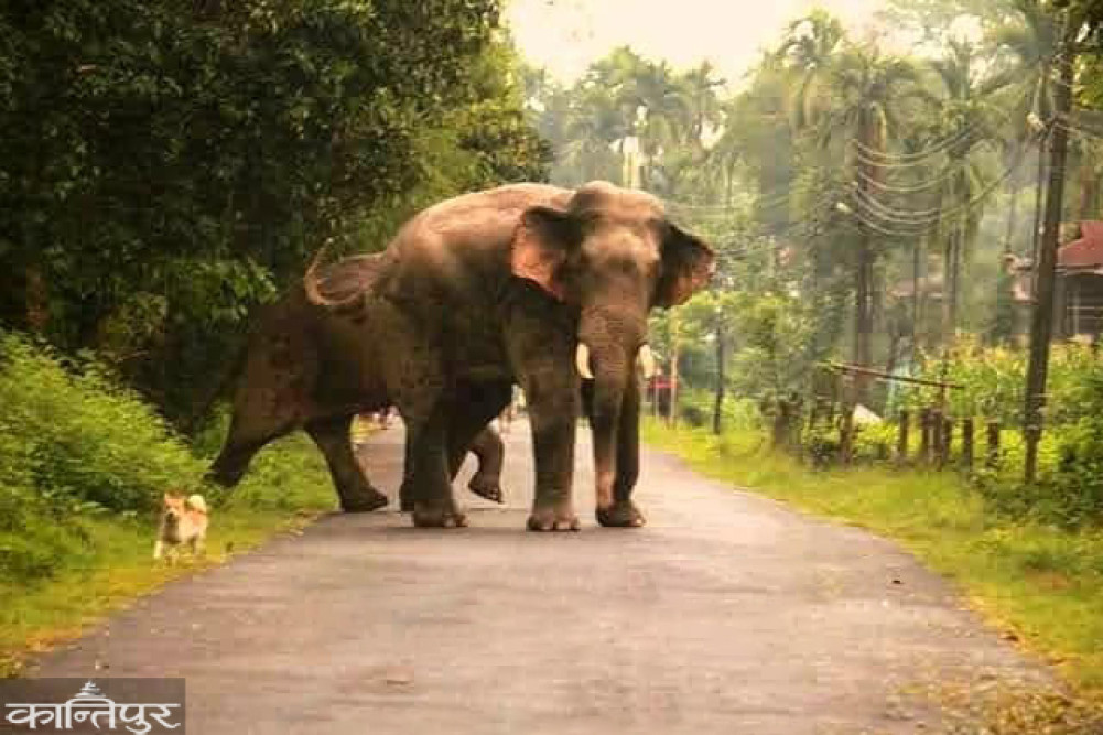 'Special Task Force' to be mobilized in Jhapa to control elephants