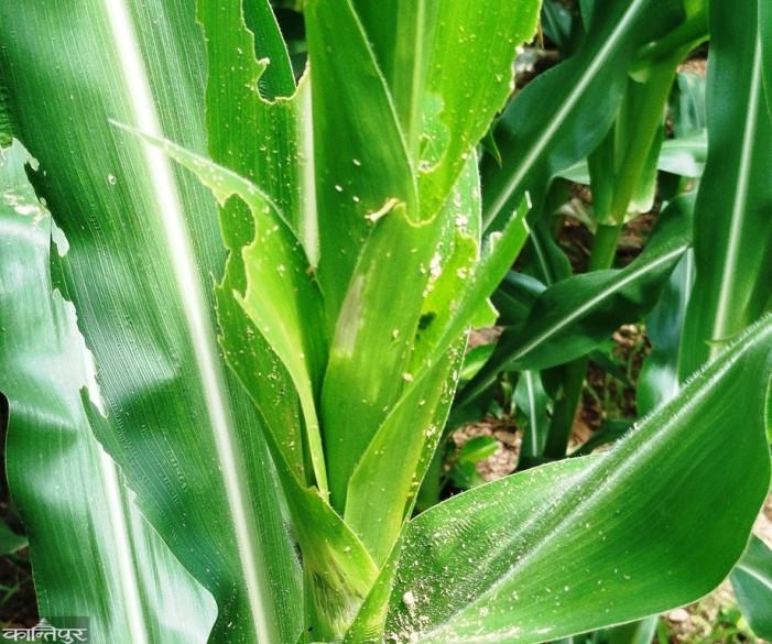 Armyworms damage corn crops in Salyan, farmers sowing corn again