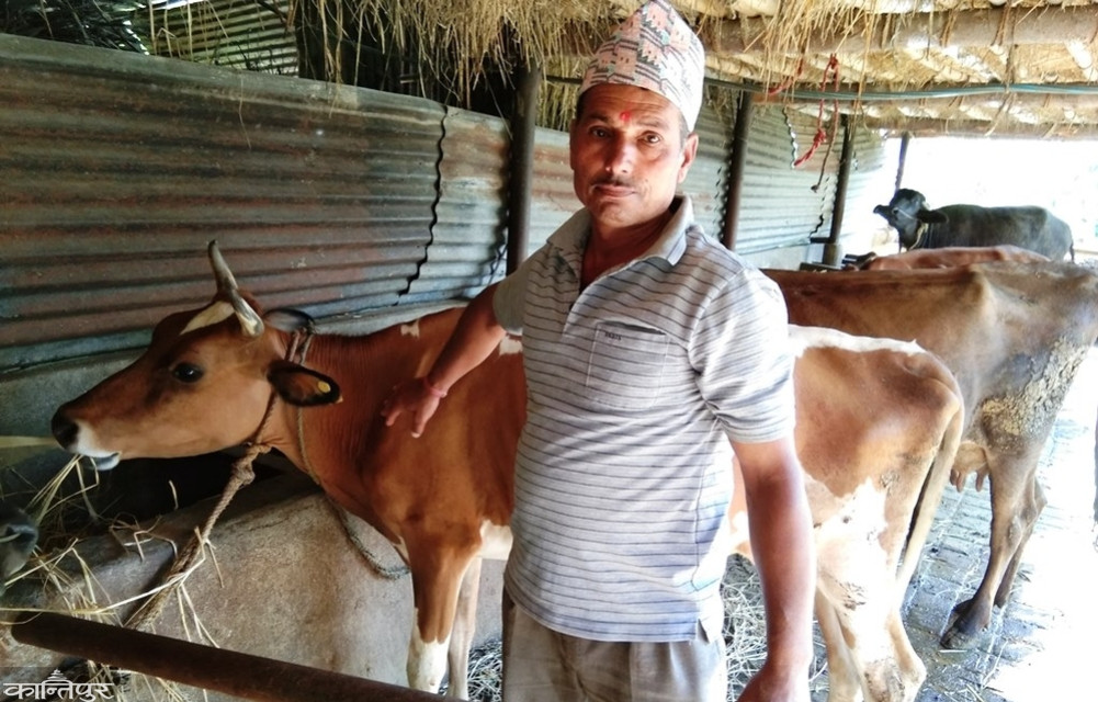 Baglung farmers earn Rs 110 million annually by selling milk