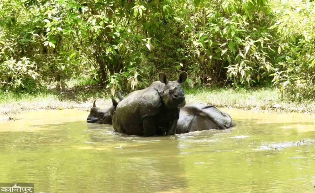 Solar in the forest, sirens in the settlements to protect against animals
