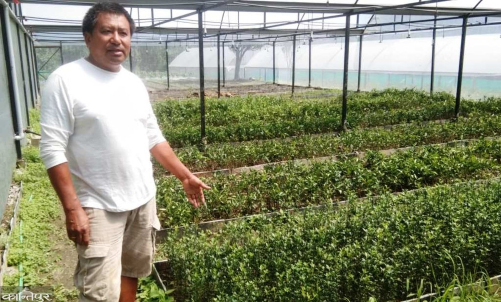 Hi-Tech Nursery aims to sell 40,000 orange seedlings annually