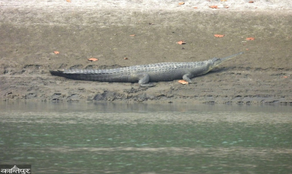 Gharial crocodile spotted in Devghat