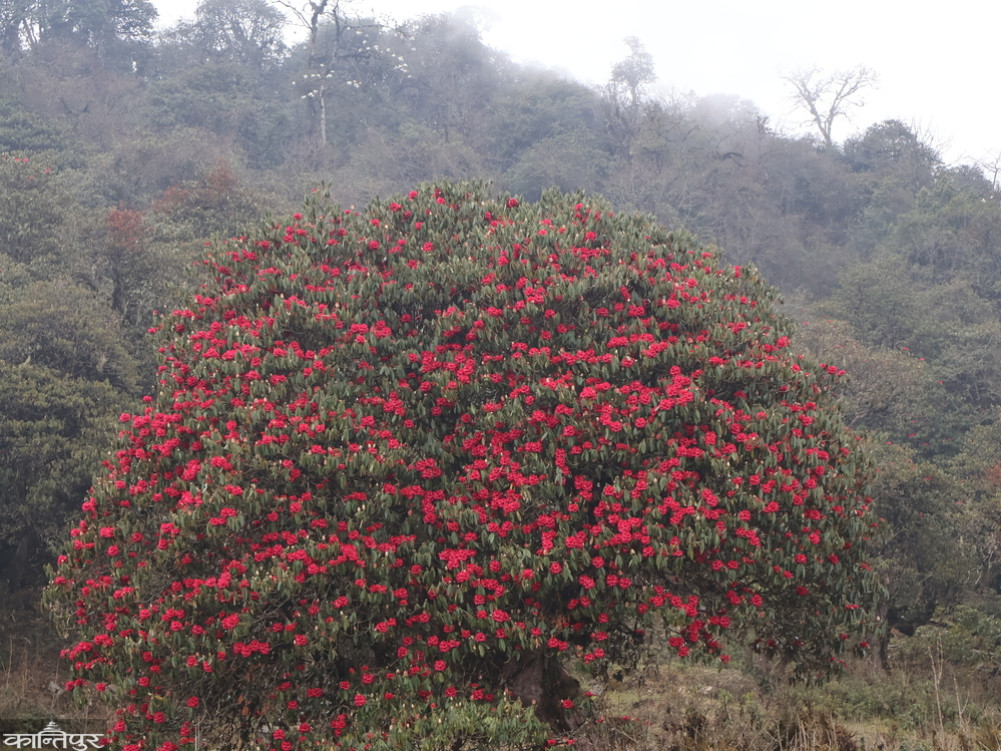 The forest from Tinjure to Pathibhara was covered in night mist.