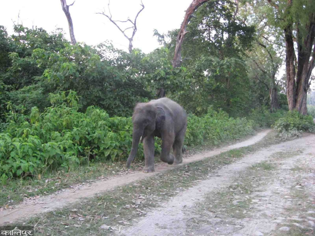 Two elephant caretakers have lost their lives in four years