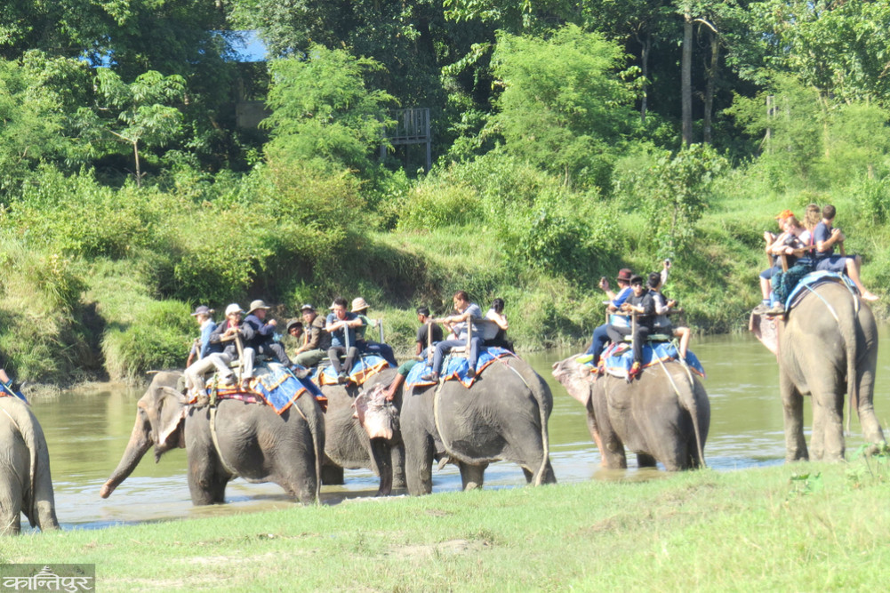 Chitwan tourism looking for alternatives to elephant safaris