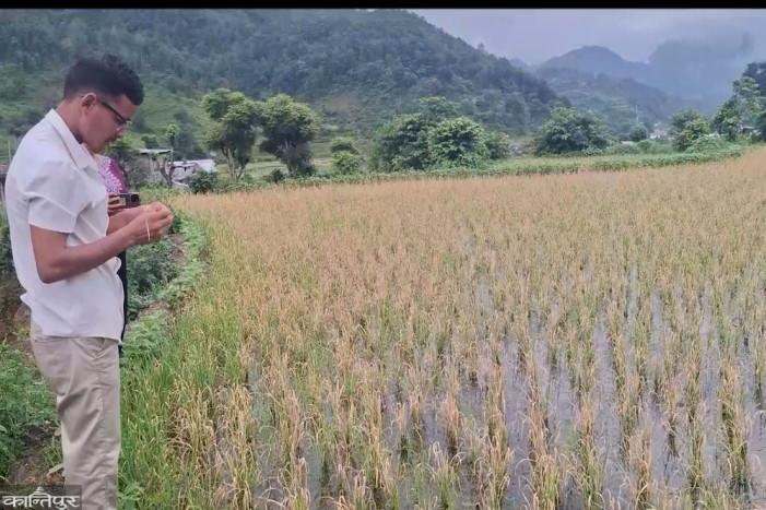 Outbreak of Rice Hispa Pest in Paddy Crops, Municipality Distributes Pesticides