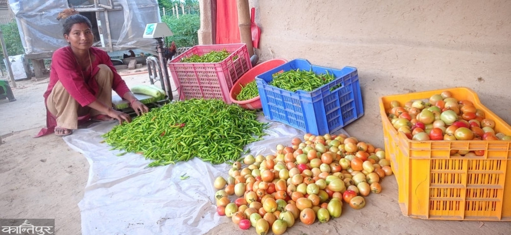 Chaudhary couple turns to vegetable farming after studying agriculture