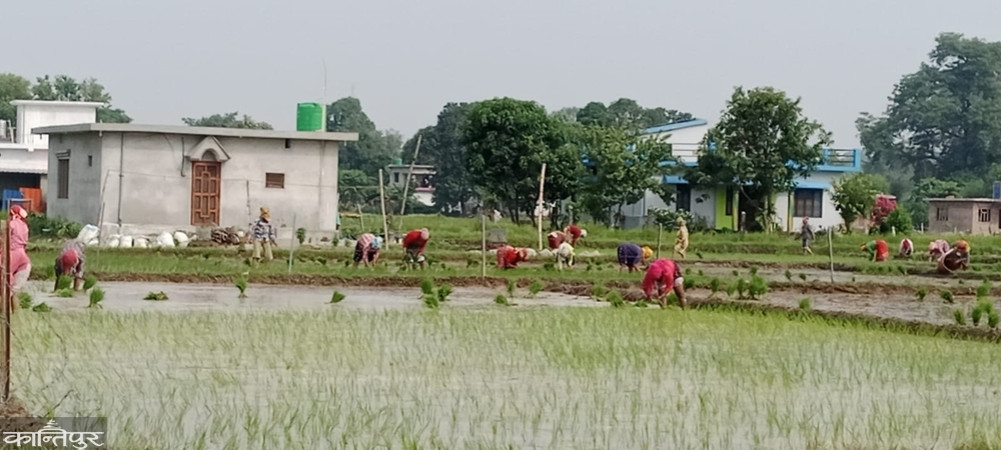 The rush of planting in the scorching heat