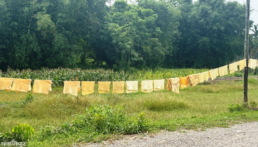 Farmers turn to rubber plantations to protect themselves from elephants and monkeys