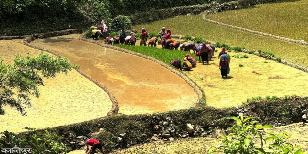 20 percent of fields in Lumbini remain to be planted