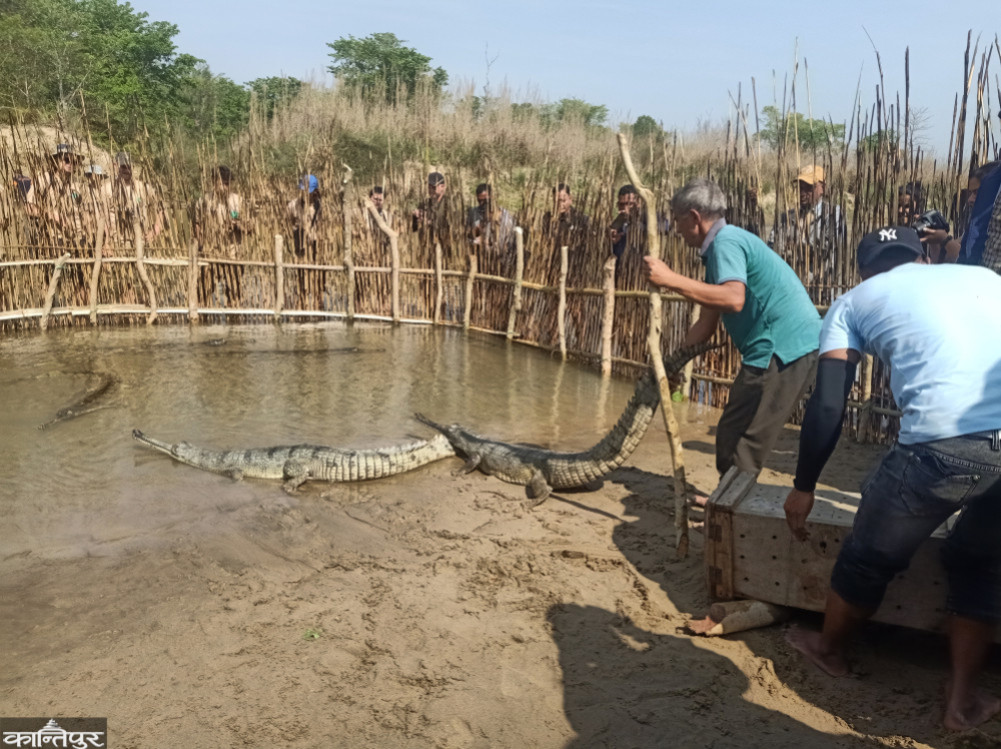 What is the condition of the Gharial crocodiles released into the Chaudhar River?