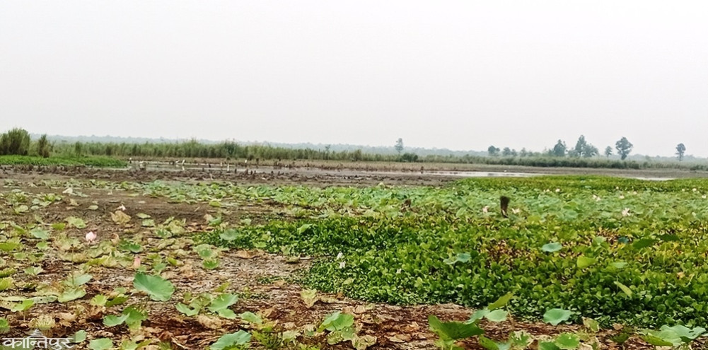 20,000 birds found in Shikari Lake