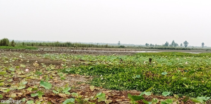 20,000 birds found in Shikari Lake