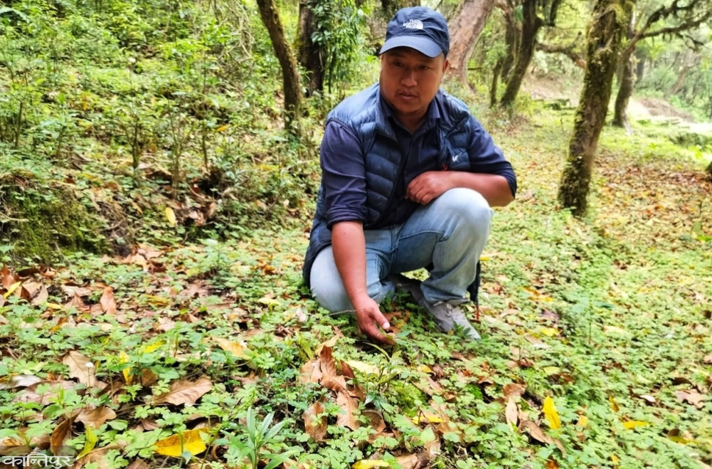 Herb Park at 2,600-meter-high Sole Danda