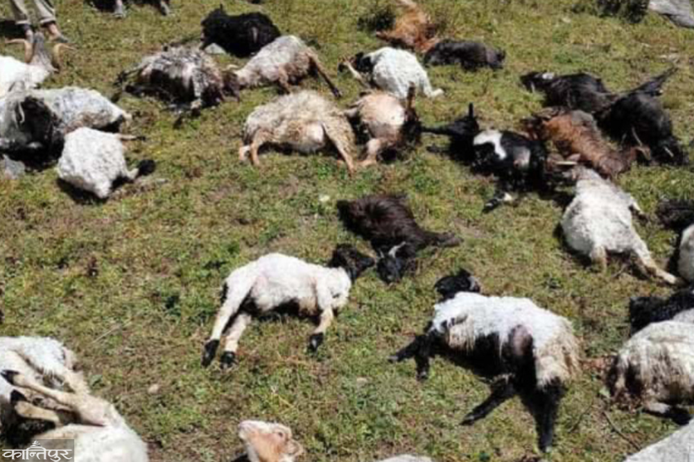 A young man died after being struck by lightning, 15 sheep died
