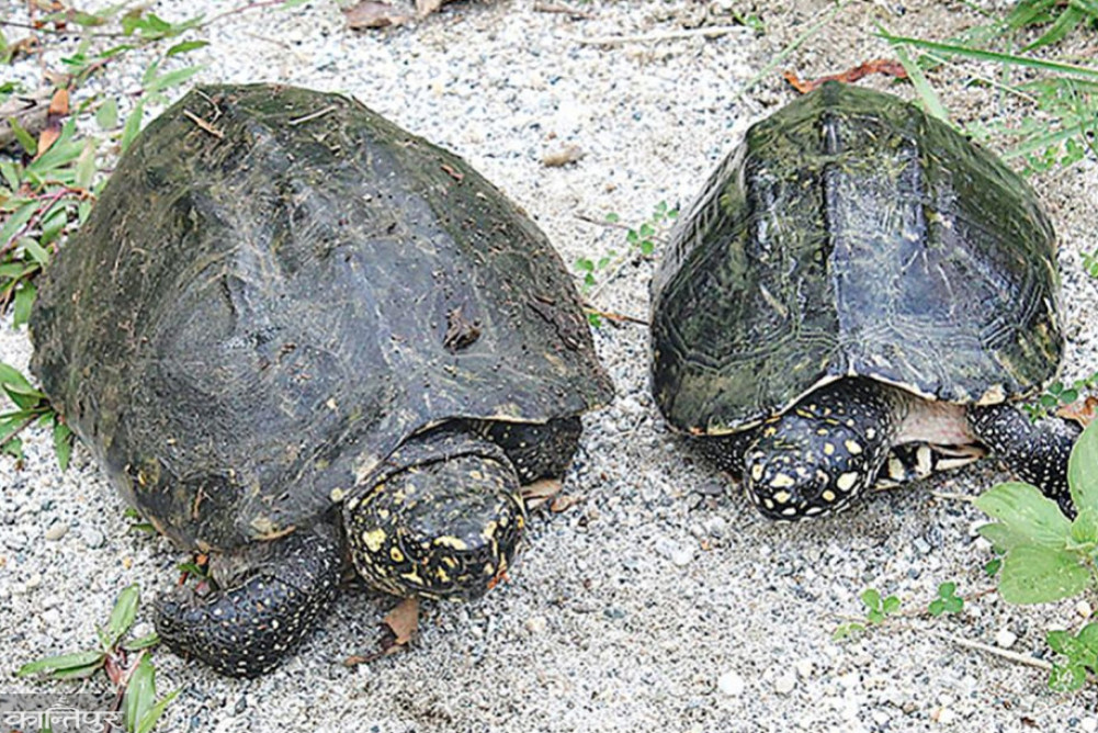 10 species of turtles protected in Arjundhara