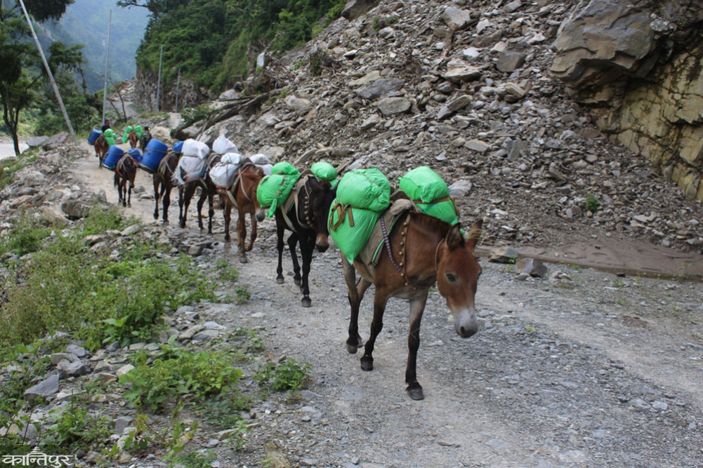 Mule transport to be suspended for 9 days at Chumanubri Falls and Dang