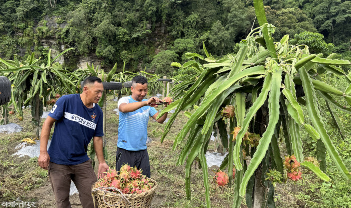 Three youths cultivating dragon fruit on barren land