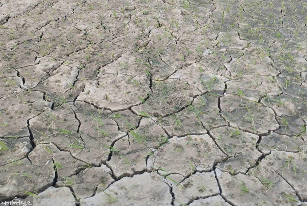 Farmers suffer from drought, stakeholders celebrate planting festival