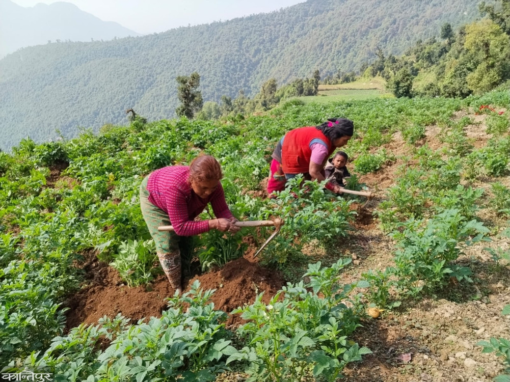 The rush to move the barn while tending to potatoes in Muthachaur