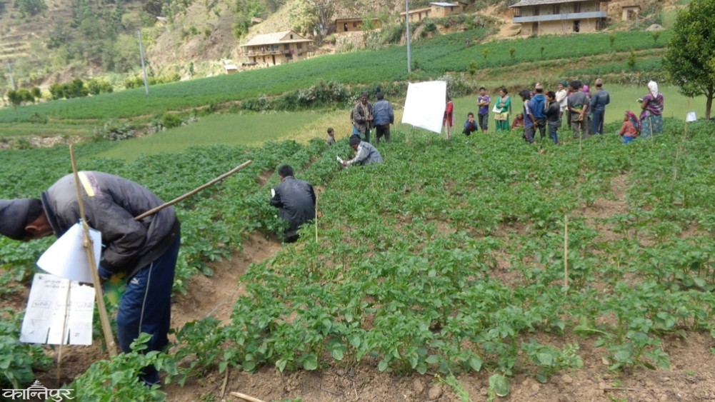 Potato promotion program in four municipalities