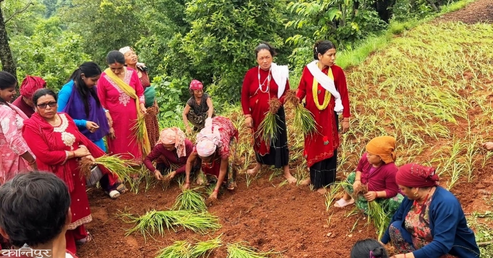 Rs 2,000 subsidy per plant for those planting millet in Rambha