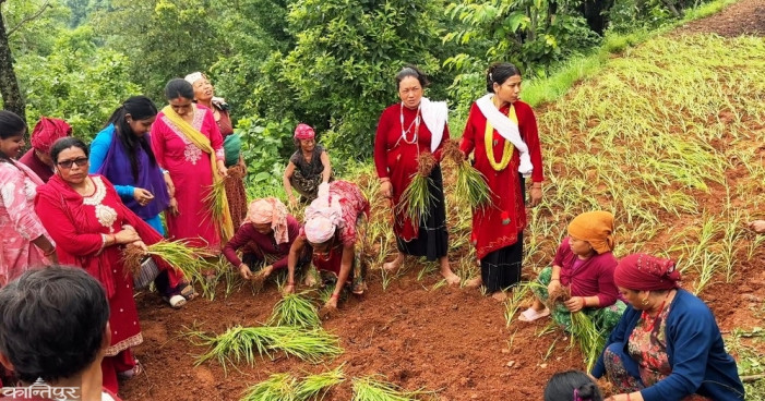 Rs 2,000 subsidy per plant for those planting millet in Rambha
