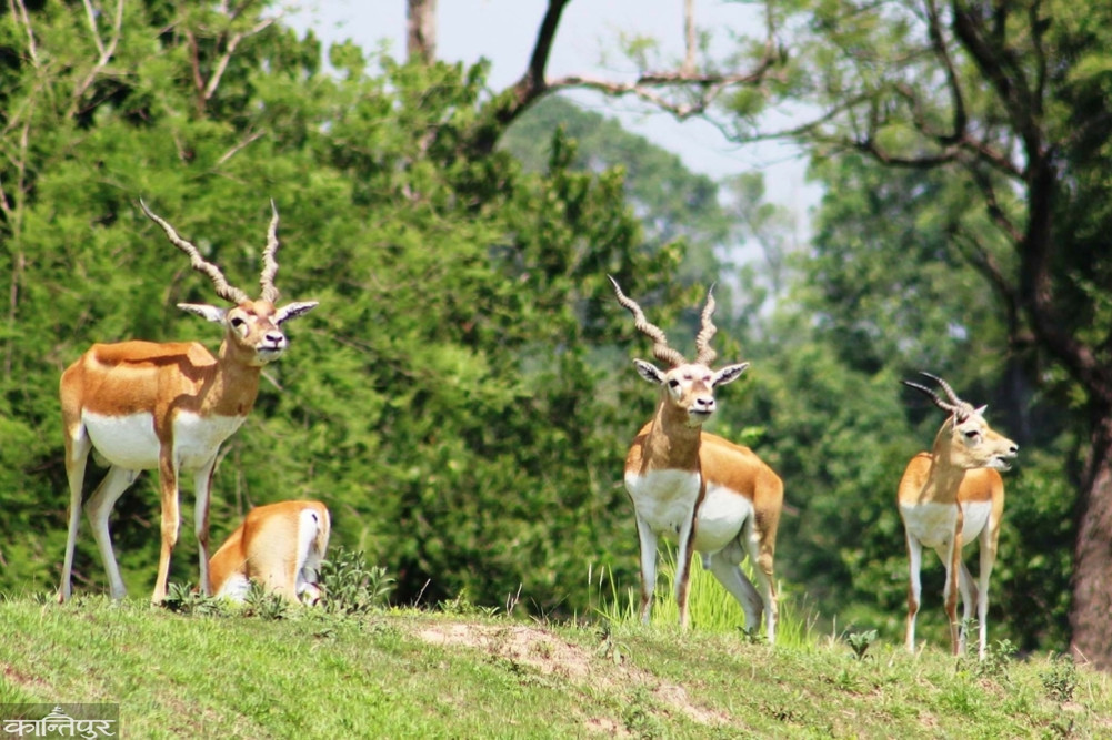 Concerns over blackbuck management in Shuklaphanta after successful conservation