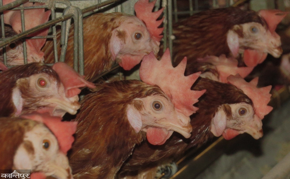 Chicken farms sealed during chick rearing, risk of meat and egg shortage during festivals