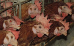 Chicken farms sealed during chick rearing, risk of meat and egg shortage during festivals