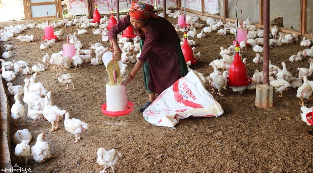 Youth of Salyan abandoning plans abroad and making a future in agriculture and animal husbandry
