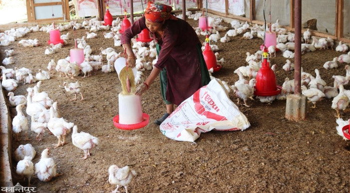 Youth of Salyan abandoning plans abroad and making a future in agriculture and animal husbandry