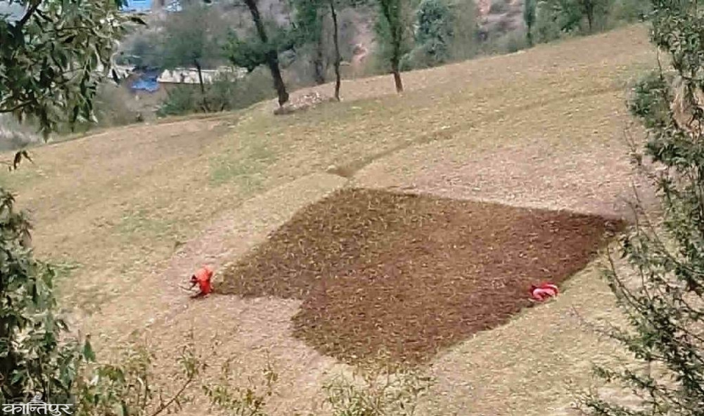 Farmers sowing corn for the second time after hailstorm destroyed it