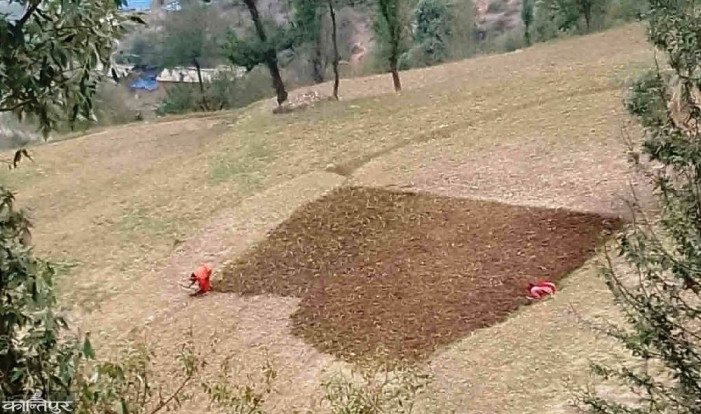 Farmers sowing corn for the second time after hailstorm destroyed it