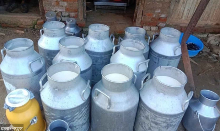 Milk production in Manahari increased as payments started being made on time
