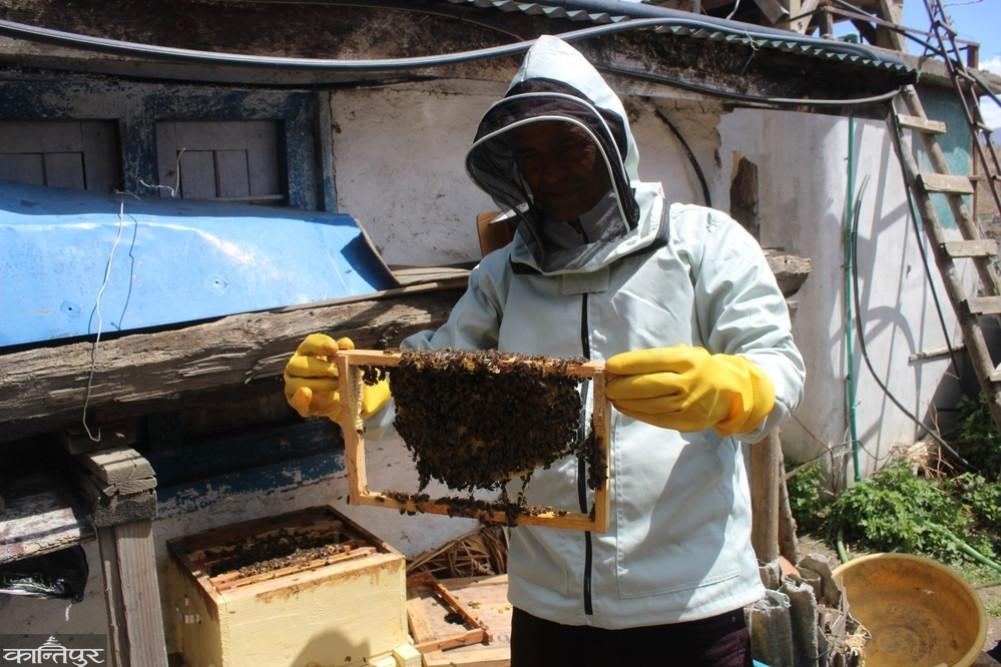 Newton 'Bee' hive to save bees